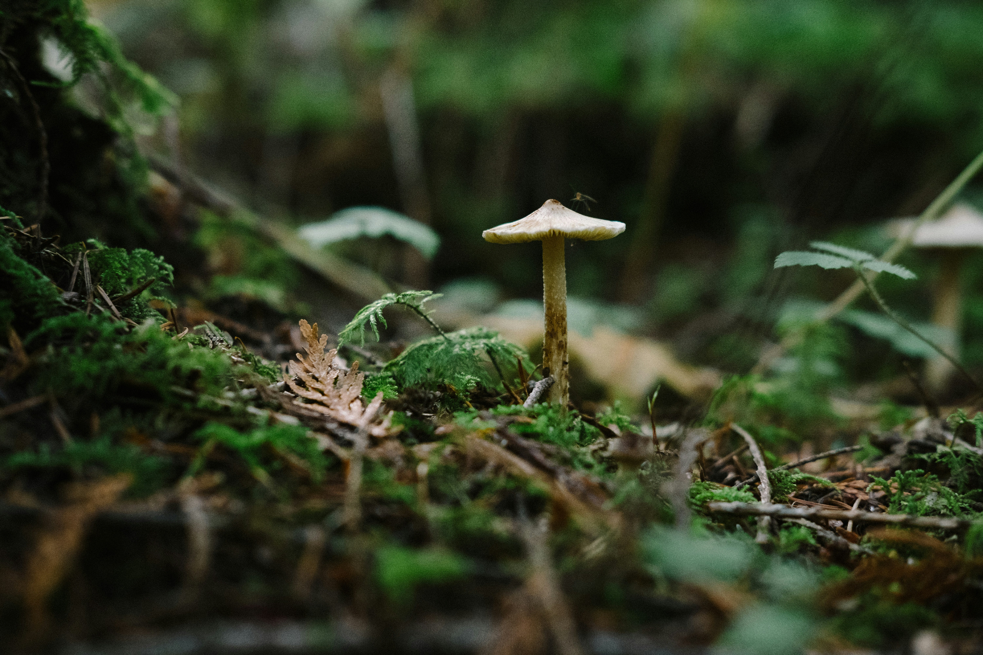 Forest mushroom on a mossy log illustrating natural decomposition